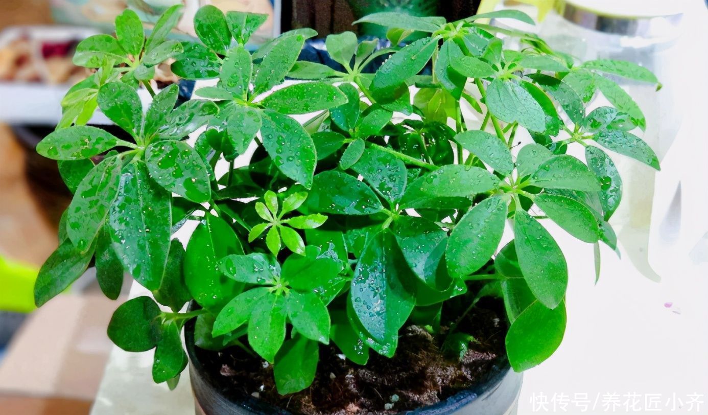 鸭掌木落叶黄叶状态不好,春季换个盆,做好3点,变得枝繁叶茂