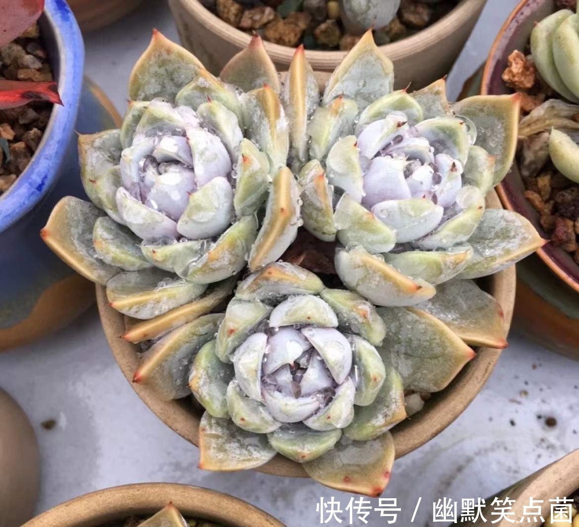 沐寒揽风,看几盆红绿肥瘦,等一春灿烂盛景