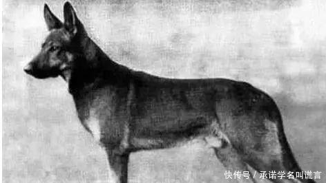 探路|太平军被清军困在山顶, 清军放饿狗探路, 饿狗回来后清军立马撤军！