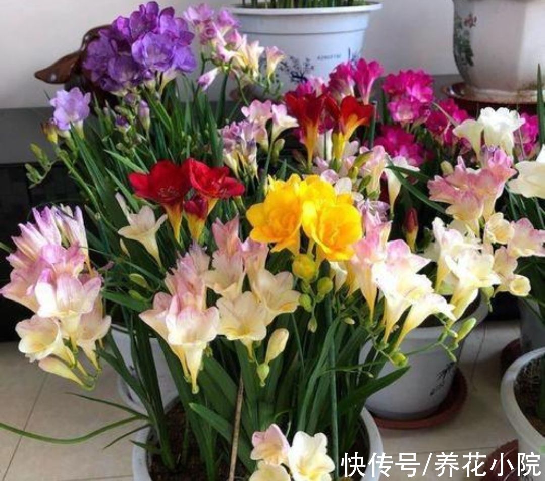 适合冬天养的5种花，好养易活，开花还漂亮