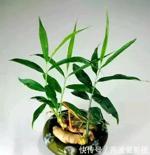 厨房里这9种菜根不要扔,泡水就能活,比绿萝好看多了!