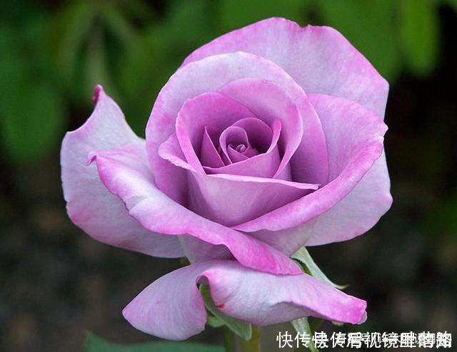 花色|20款紫色月季品种。浓香、抗病非常好养,天然紫色唯美盛开