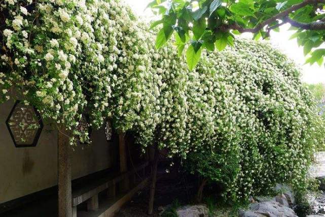 别养月季花了,此花一开香满院,一开花就变“花海”
