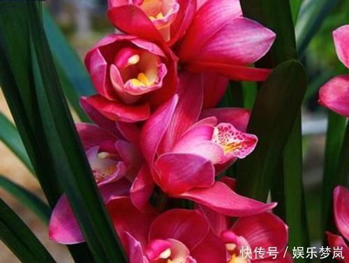 桂花|美过荷花,香过桂花,一年四季花开不断,连玫瑰都自愧不如