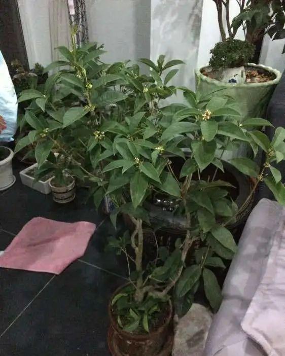 5种花不敢买,秋天死太快,养不活惹一肚子气