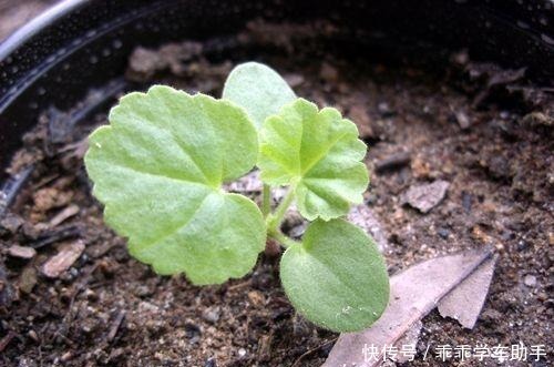 阳台养花就养它,耐热好养、开花多,夏天开到爆盆,像一个小花园!