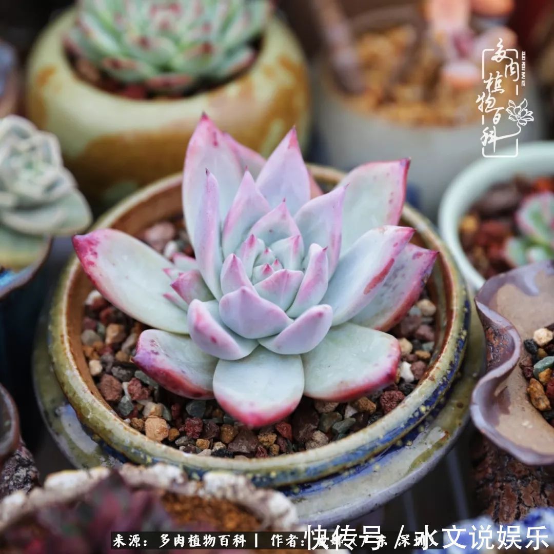 日子|笼子里露养的多肉,越养越美!有多肉的日子伴着小确幸!