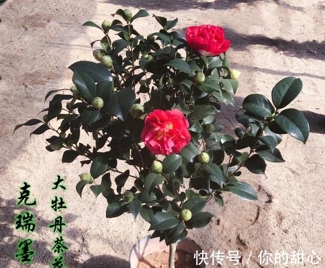 克瑞墨|此花人称“赛牡丹”，芬芳如香薰，花期还长，不养一盆有点可惜