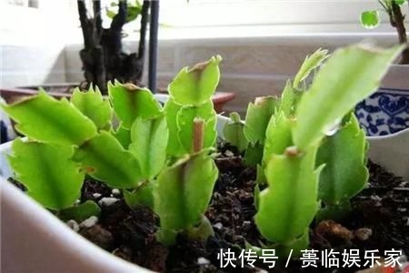 终于等到了扦插季，这两种花赶紧买，以后就不用买了！