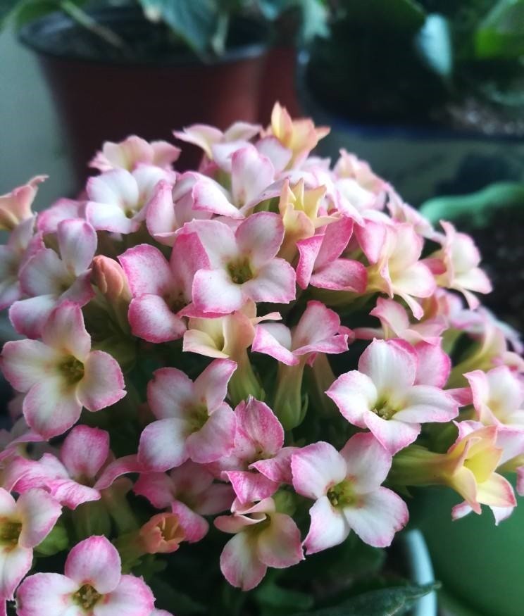 75个长寿花品种,一个比一个美,一起来认识一下吧!