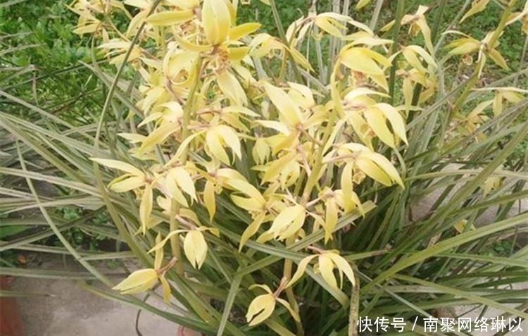 柳树枝|养兰花,给它喷点“生根水”,大白根直冒,长得肥肥壮壮!