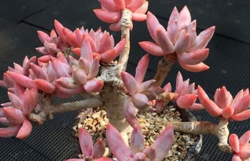 南方地区怎么养多肉植物？让养多肉7年以上的老玩家来给您说说