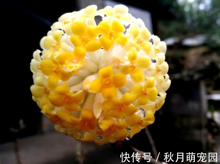 打结|此花是我国的爱情树,具有很高的中药价值,代表着羁绊和结发夫妻