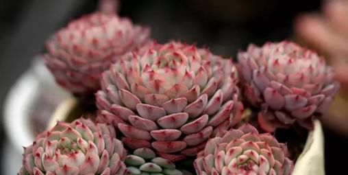 养多肉如何浇水？掌握几个技巧，四季都美美哒