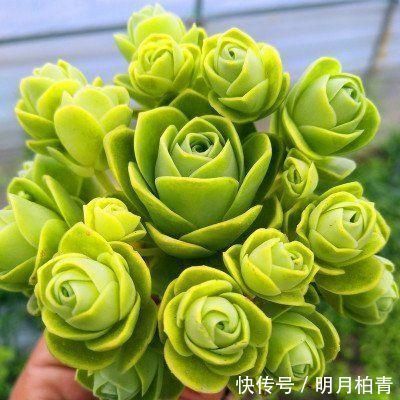聚伞花序|3种漂亮多肉,耐热又耐晒,夏天长得更好看,姿态各异惹人爱