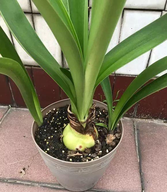 扦插|不用扦插,养花1盆变10盆,把根一掰,成活率翻倍!