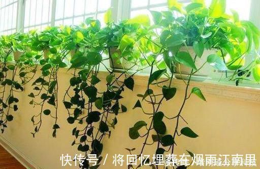 绿油油|家里油烟机的废油别再丢了，用它养绿萝，叶片长得又多又亮