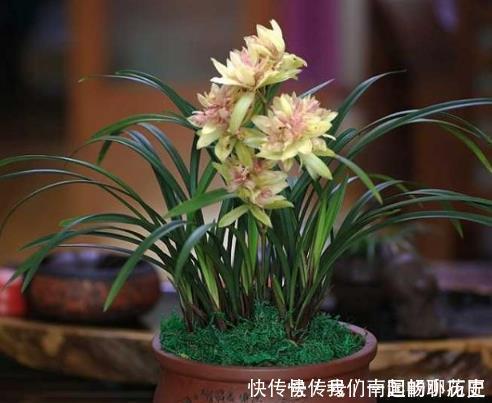 种花|4种花很好养,耐热耐晒更耐旱,养在客厅上档次,开花不断有花赏