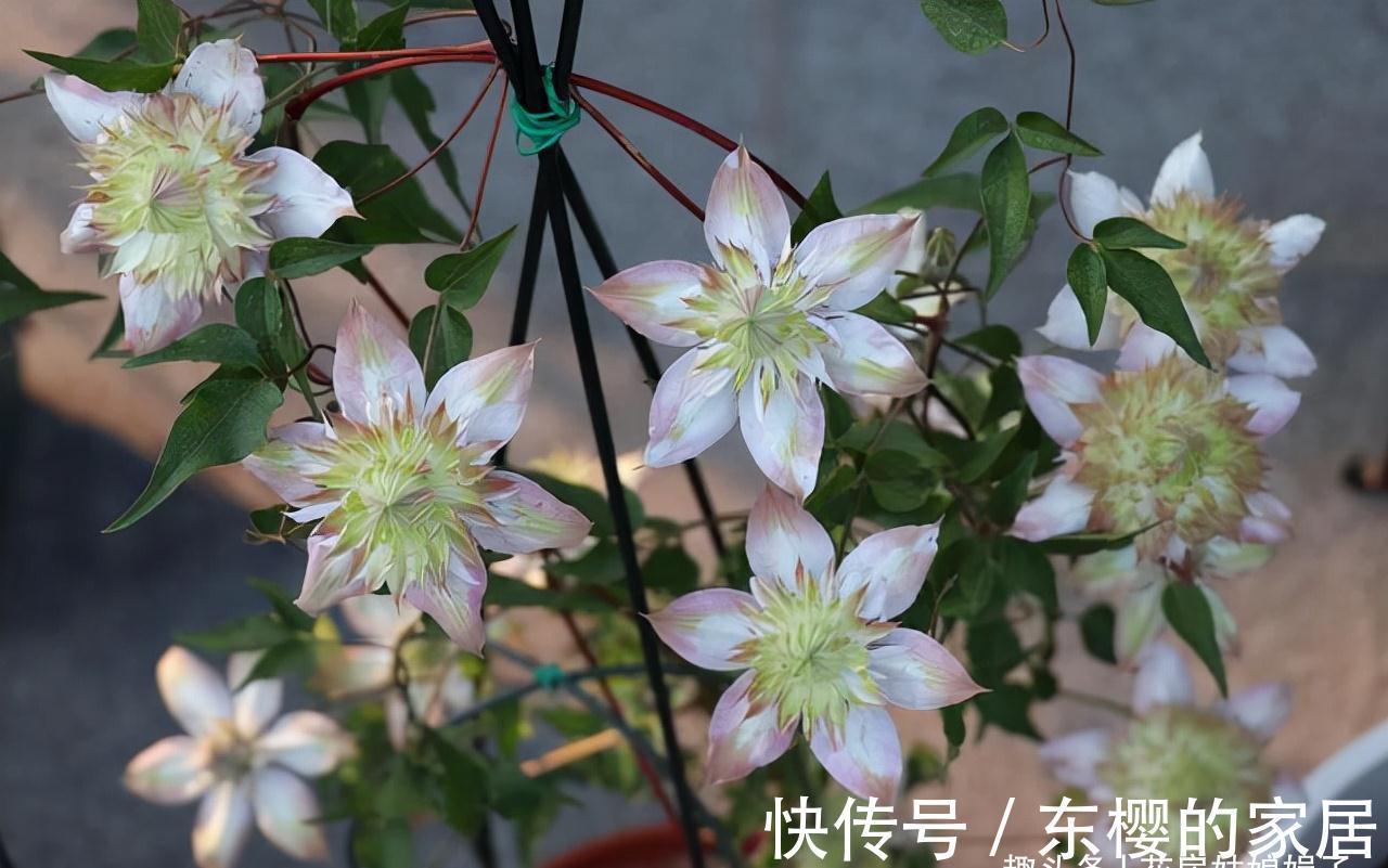 这4种花,适合在秋季进行扦插繁殖,快行动起来吧!