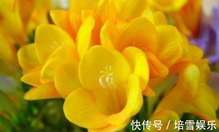 夏天养此款花卉,花开媲美玫瑰,花朵姿态万千,美