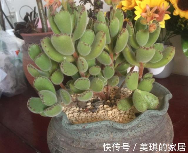 多肉|多肉叶子干瘪,怎么浇水都没用?这4方面出错,改掉才有救