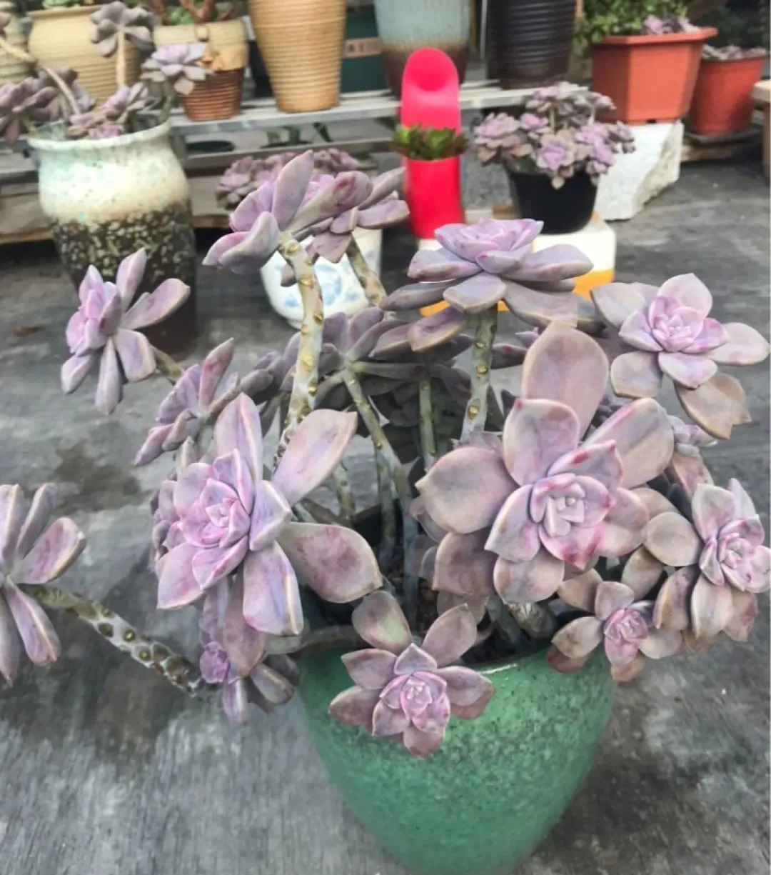 橙梦露|自从养了这8种多肉,我就没出过门,太“毒”了