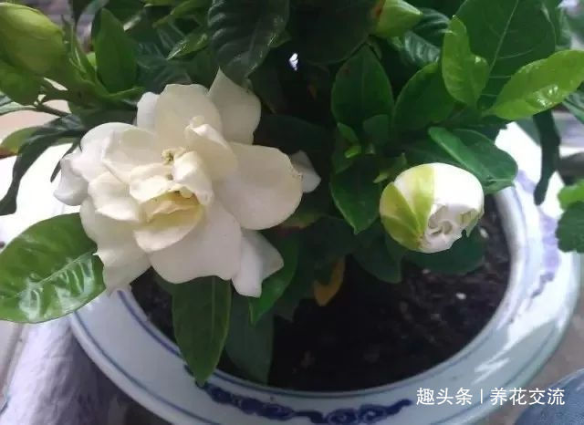 栀子花种院子开花特别好,移到盆里就叶黄枯萎,都怪这几点没做好