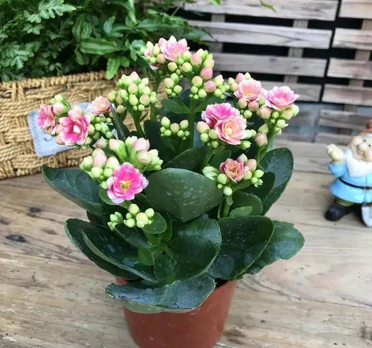 过年没有年味?养上几种“吉利花”,春节变得喜庆、热闹,年味浓