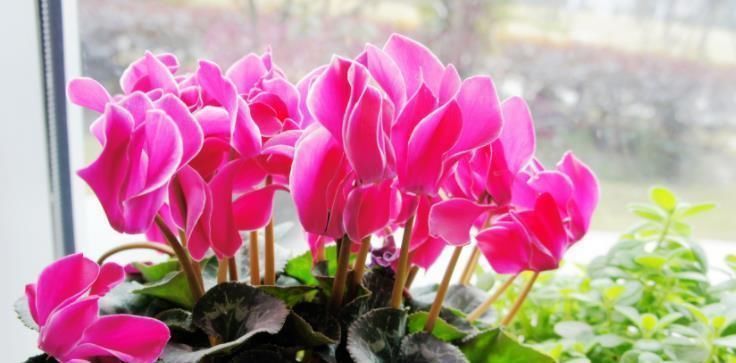 阳台养上4种花,阳台美成花园,漂亮花朵,开的最灿烂