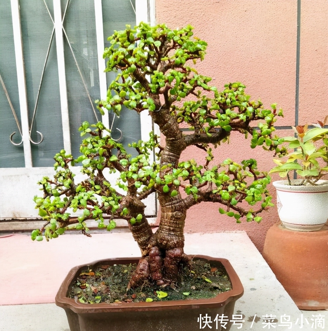 九种“皮实花”，多晒少管长得好，养成老桩更高档，绿萝没上榜