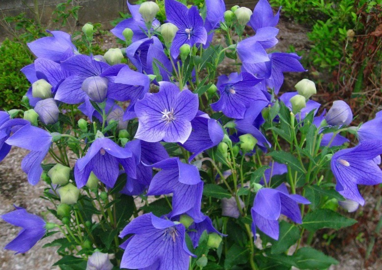 野韭|路边较为常见的植物,在中医里面可是治病的一把手,有几把刷子!