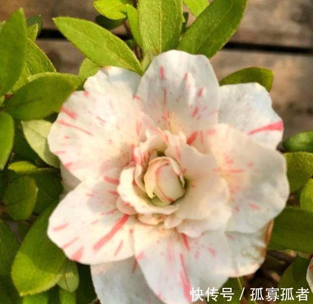 3种花好看“颜值”高,但是能养好的花友不多!