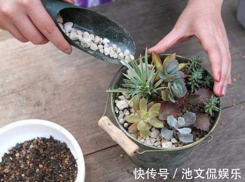裸根多肉|别光顾着买多肉，盆换不好，怎么养都不活！