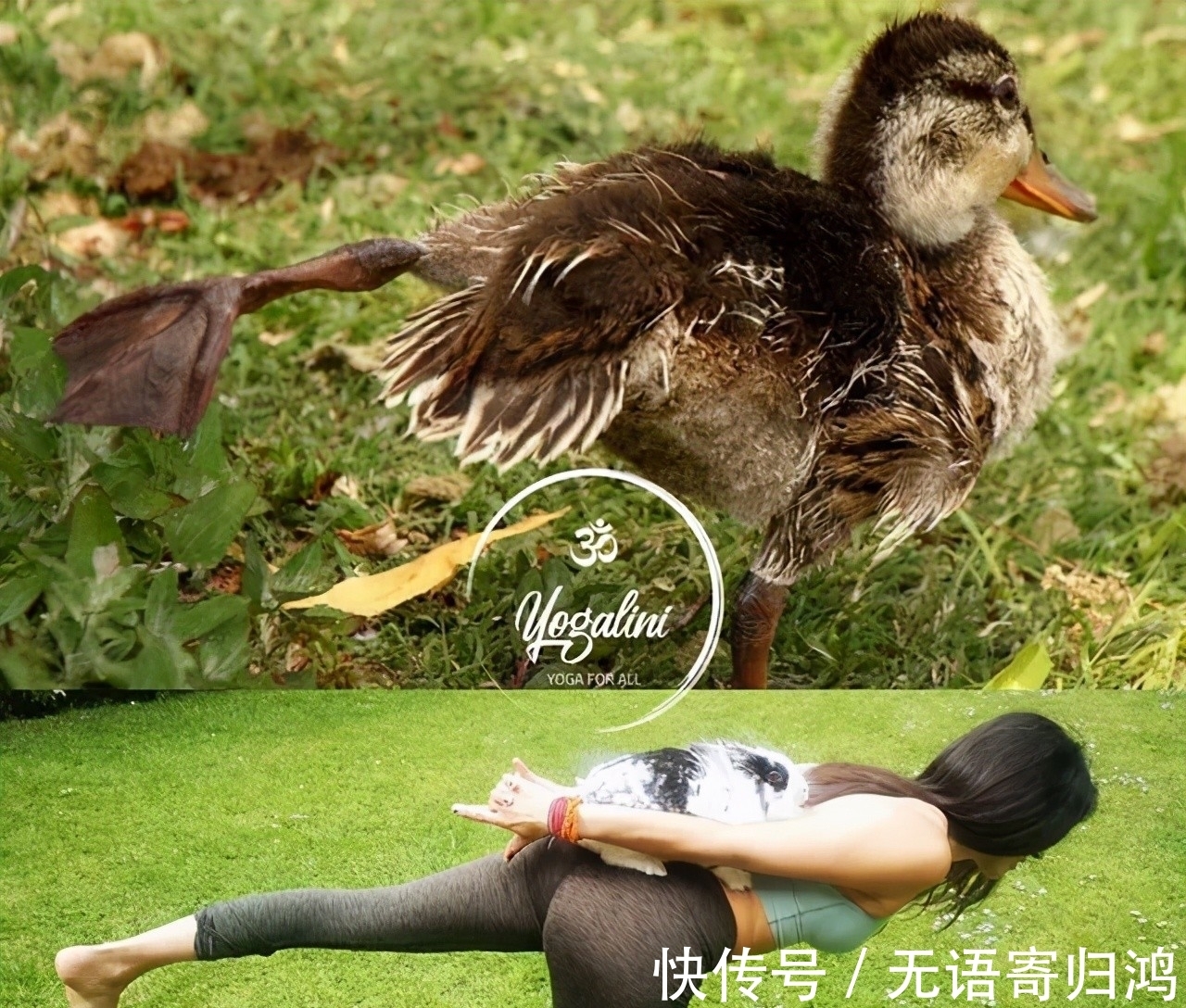 瑜伽|如果动物也“瑜伽”是什么样子?这只熊猫也太萌了