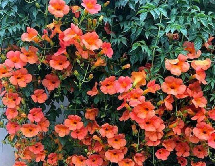 冬天入手4种花,越晒开花越多,四季开花不断,美极了