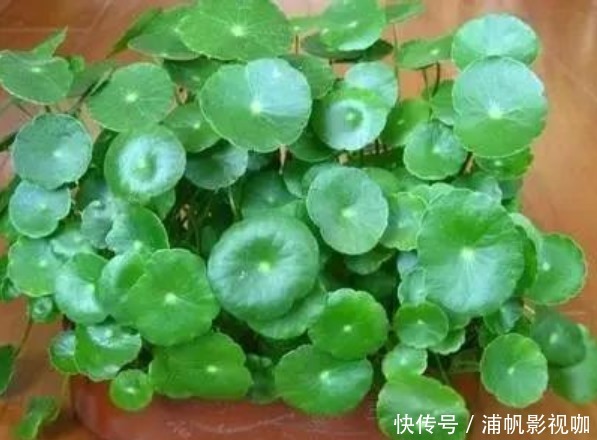 浇水|早上、中午、晚上浇花“区别大”难怪总是养不好花,要这样浇!