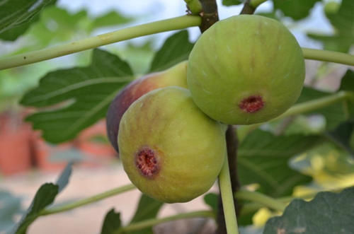 延缓衰老|想长寿要会吃,不妨常吃这3种食物,养护血管,增强抵抗力!