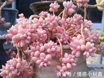 观音莲观音莲|网友推荐,最好养的多肉,你觉得靠谱吗