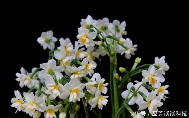 水仙花|水仙花徒长太高易倒伏怎么办喷喷矮壮素,水仙矮壮开花比碗大