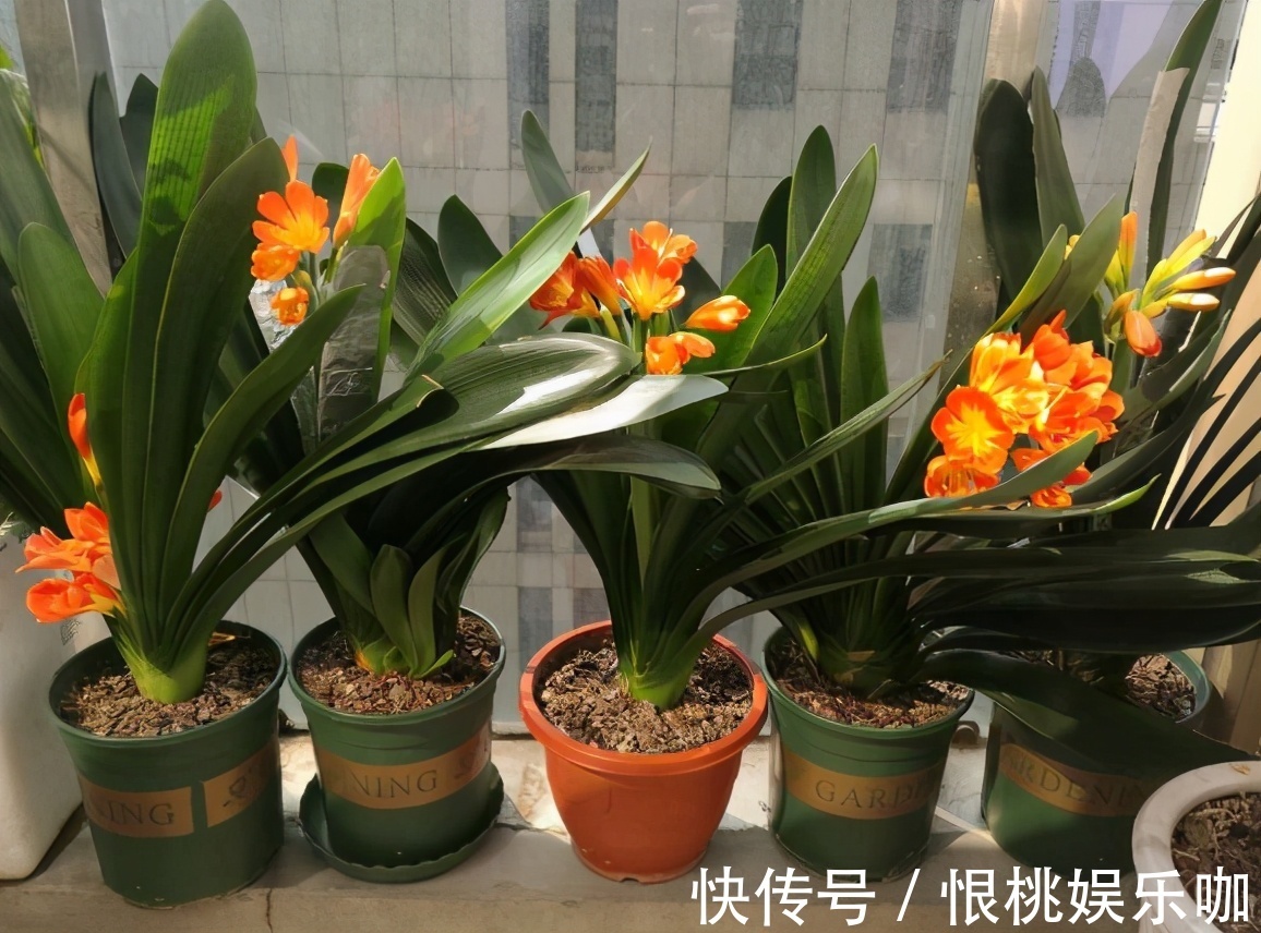 告诉大家一个秘密：香蕉皮养花，有很多大众不知道的用法哦！