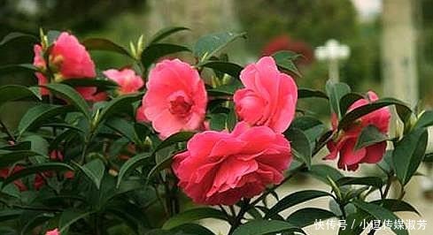 茶花|茶花换盆有“方法”,做好“几点”,叶子不脱落,7天就开始长根