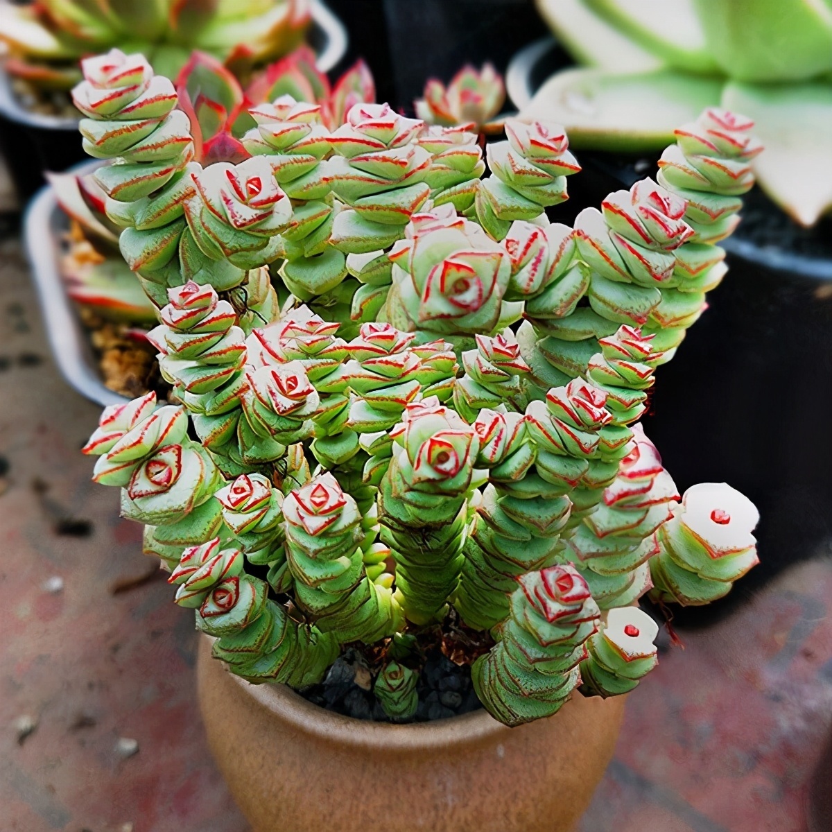 发财树|七种带“钱”的花，好看又好养，寓意吉祥，财源滚滚，建议养一盆