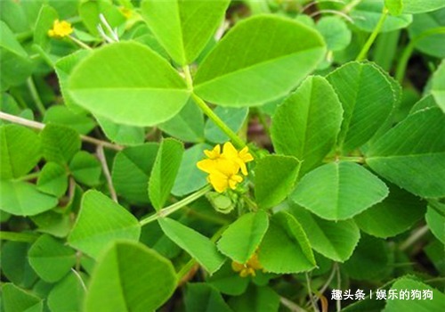 茼蒿茼蒿|女性要排毒,离不开4种食物,滋阴降火,净化血液,滋养女性子宫