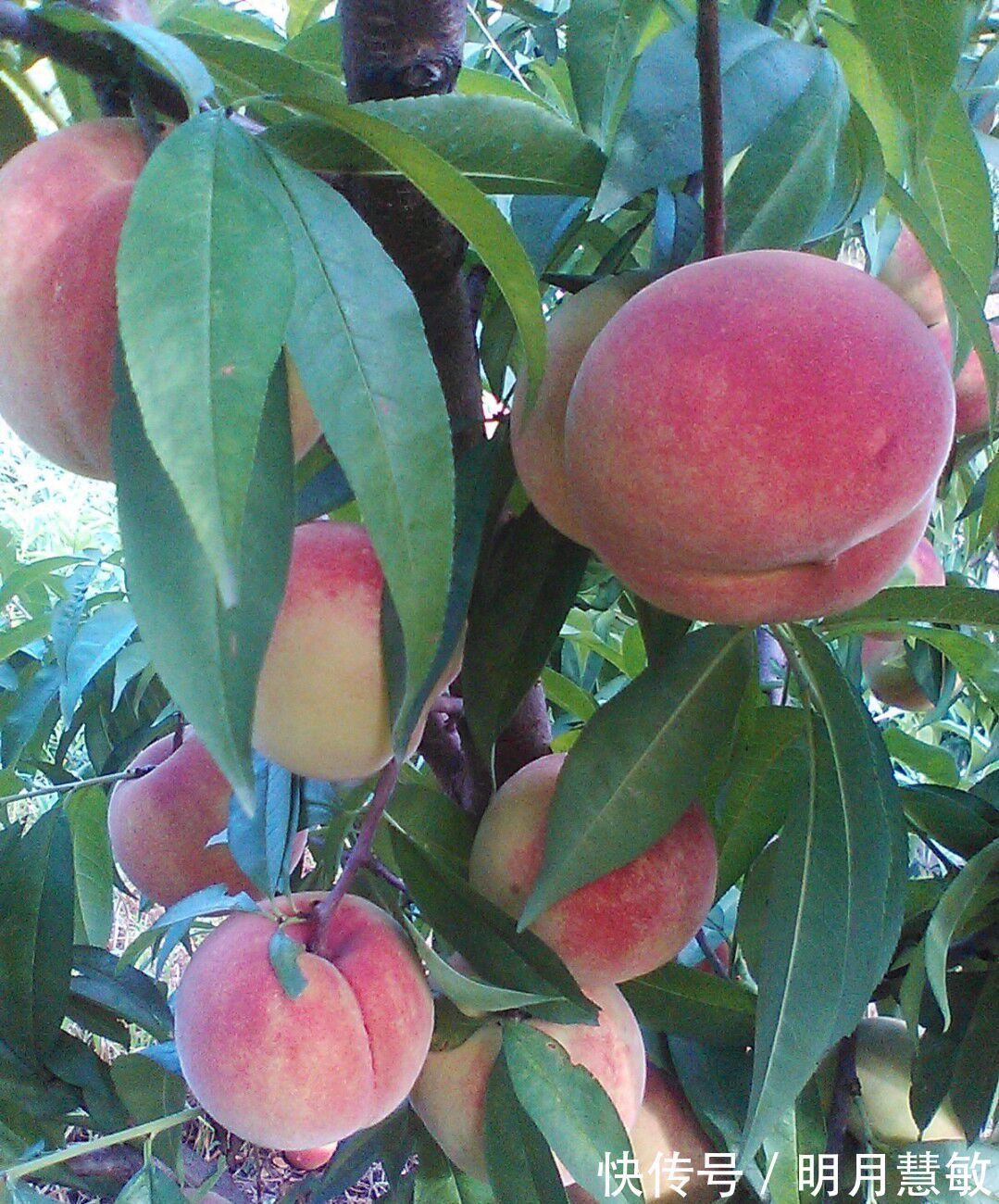 银白桃|每天吃一个，皱纹没了，色斑少了，婴儿般的皮肤回来了