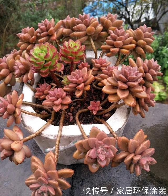 花友|养多肉3年顺风顺水，多亏选了6种大普货，现在全是大老桩
