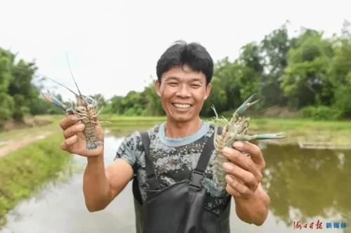 农户抓起养殖的澳洲淡水龙虾