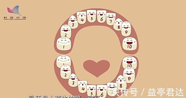 双排牙|6-12岁孩子换牙期,父母困惑可不少:双排牙、锯齿状、缝隙大等