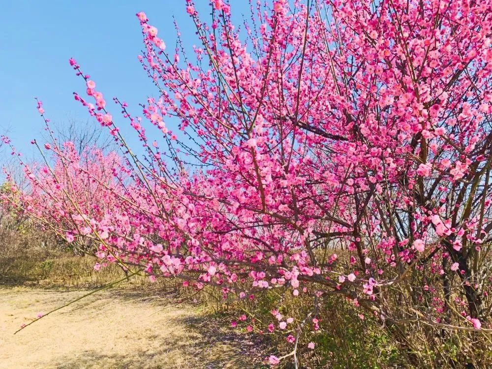 老年|春暖花开!阜城第一波春色来啦~