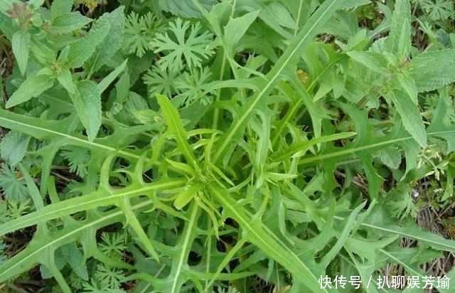 农村这些野菜，你吃的对么