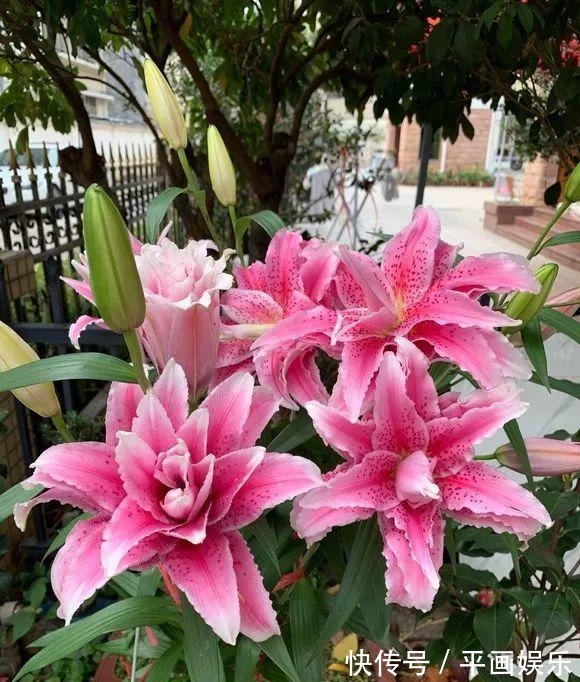 沾土就活,种门口长成一大簇,邻居天天跑来看!